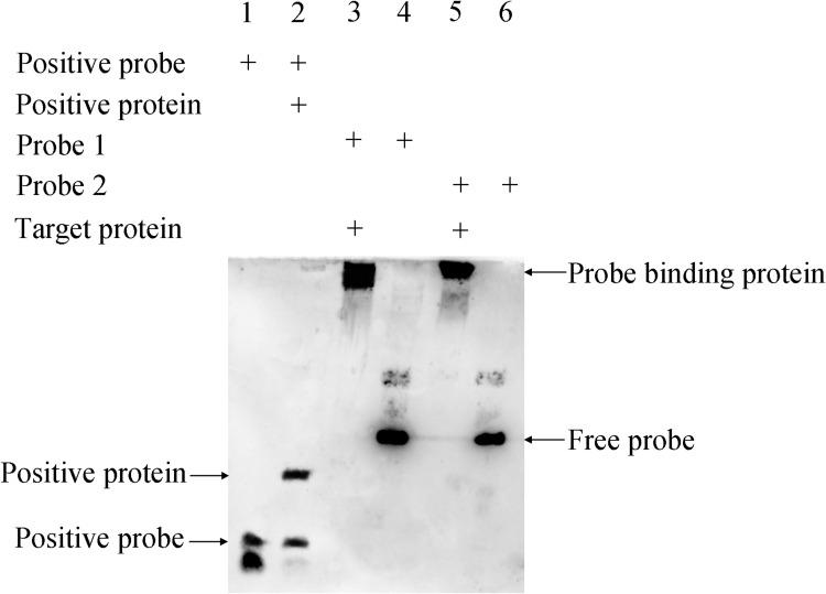 https://cdn.ncbi.nlm.nih.gov/pmc/blobs/4e2b/12170815/53ef73375100/IDR-18-2997-g0009.jpg