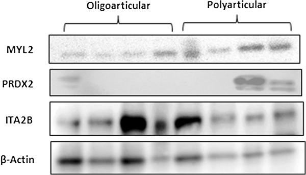 https://cdn.ncbi.nlm.nih.gov/pmc/blobs/4e2c/3979044/304b1f56b91b/ar4434-5.jpg
