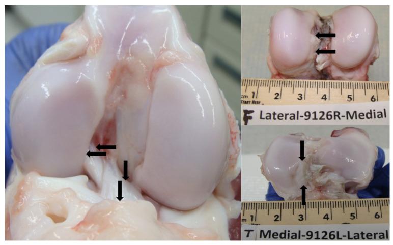 https://cdn.ncbi.nlm.nih.gov/pmc/blobs/4e2f/10526460/9d1c61c0524b/biomolecules-13-01416-g001.jpg