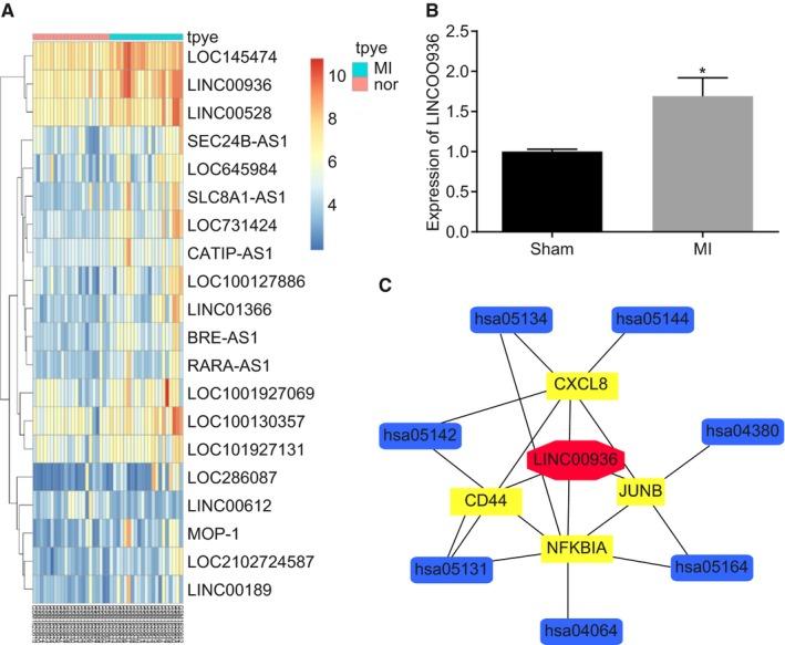 https://cdn.ncbi.nlm.nih.gov/pmc/blobs/4e38/7176878/dd04a075b7f1/JCMM-24-4466-g001.jpg