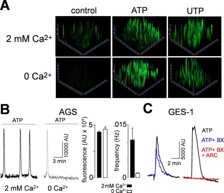 https://cdn.ncbi.nlm.nih.gov/pmc/blobs/4e39/6584115/dce350a1f640/fphar-10-00612-g004.jpg