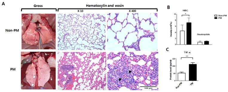 https://cdn.ncbi.nlm.nih.gov/pmc/blobs/4e39/9332732/6990648ddff4/ijms-23-08170-g001.jpg