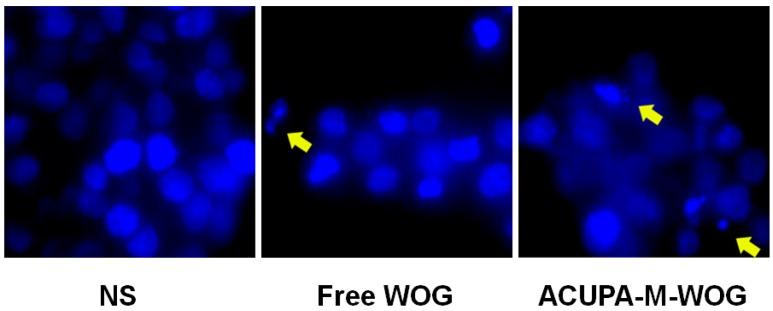 https://cdn.ncbi.nlm.nih.gov/pmc/blobs/4e3b/4881502/7c4d632b95cf/ijms-17-00676-g007.jpg