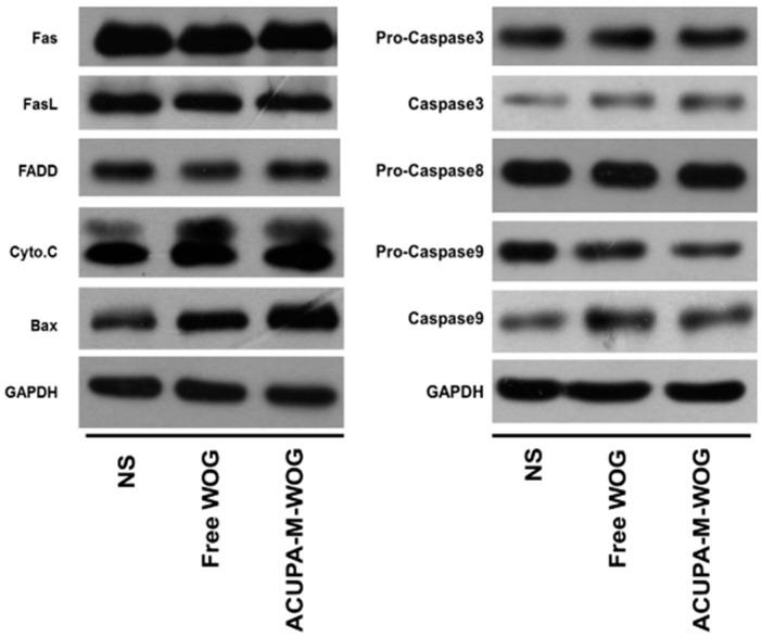 https://cdn.ncbi.nlm.nih.gov/pmc/blobs/4e3b/4881502/a7506d3d04db/ijms-17-00676-g008.jpg