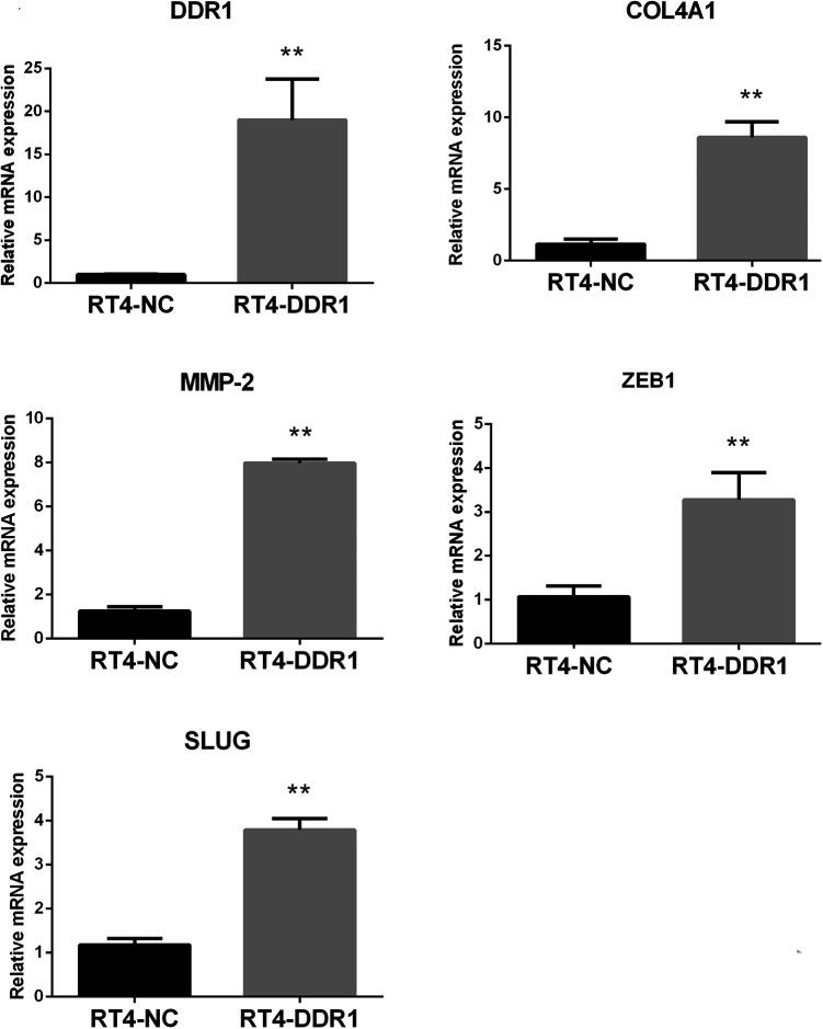 https://cdn.ncbi.nlm.nih.gov/pmc/blobs/4e3d/7705183/0c04388a1ece/10.1177_1533033820973277-fig3.jpg