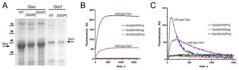 https://cdn.ncbi.nlm.nih.gov/pmc/blobs/4e40/8535069/b5bb719909d7/cells-10-02749-g002.jpg
