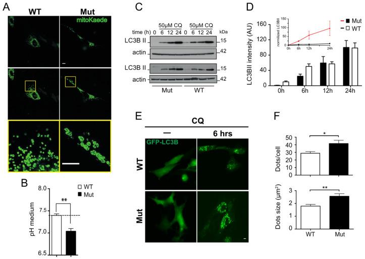 https://cdn.ncbi.nlm.nih.gov/pmc/blobs/4e46/10886786/5ca8e34a64e8/biomolecules-14-00162-g005.jpg