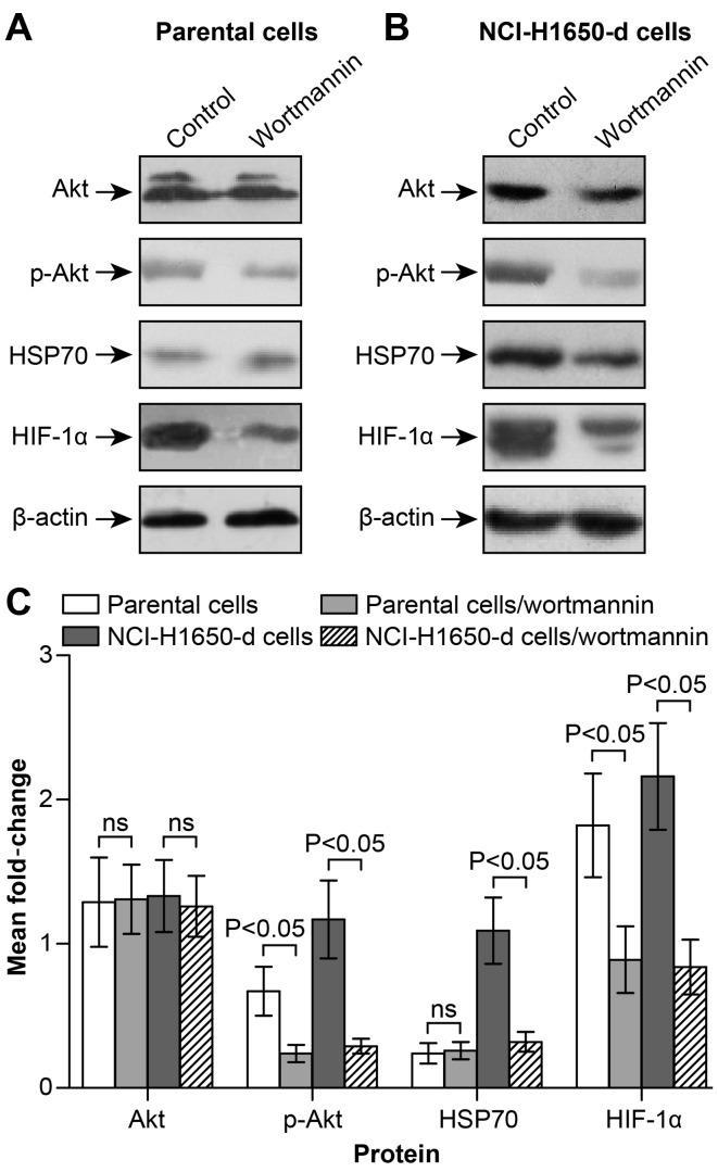 https://cdn.ncbi.nlm.nih.gov/pmc/blobs/4e48/4933553/75d5d10d76b7/OR-36-02-0659-g03.jpg