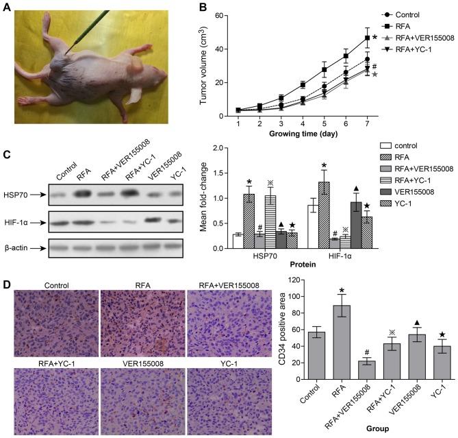 https://cdn.ncbi.nlm.nih.gov/pmc/blobs/4e48/4933553/f8b9cfbcb8fa/OR-36-02-0659-g04.jpg