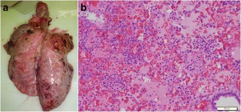 https://cdn.ncbi.nlm.nih.gov/pmc/blobs/4e48/5329957/3477f4a4fd23/12917_2017_979_Fig1_HTML.jpg