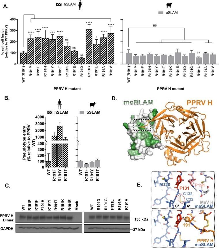 https://cdn.ncbi.nlm.nih.gov/pmc/blobs/4e48/6232486/a9be2c3a5c8a/zjv0231840350005.jpg