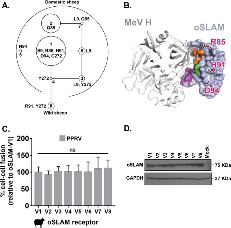 https://cdn.ncbi.nlm.nih.gov/pmc/blobs/4e48/6232486/ef17b6fa8b0c/zjv0231840350007.jpg
