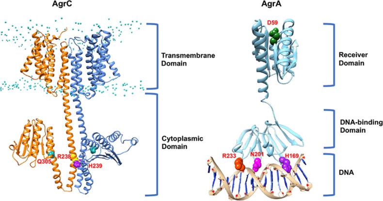 https://cdn.ncbi.nlm.nih.gov/pmc/blobs/4e49/10482373/3f4cfe2e8b7f/mic-169-1381-g006.jpg