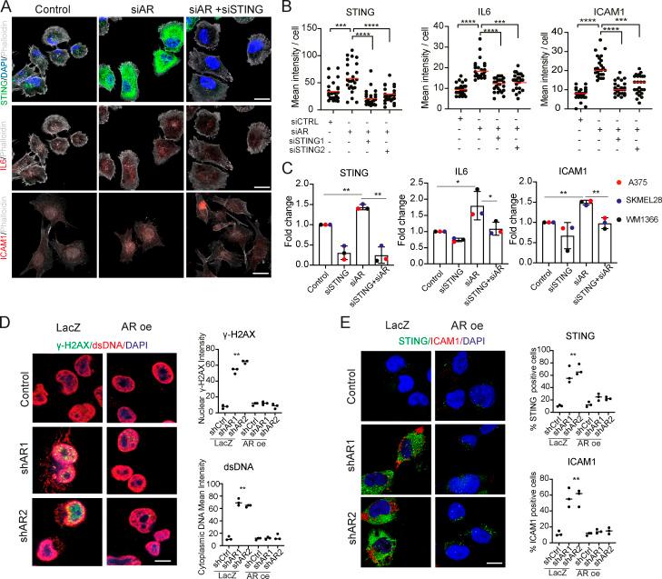 https://cdn.ncbi.nlm.nih.gov/pmc/blobs/4e50/7596884/7c7e732c5f31/JEM_20201137_Fig6.jpg
