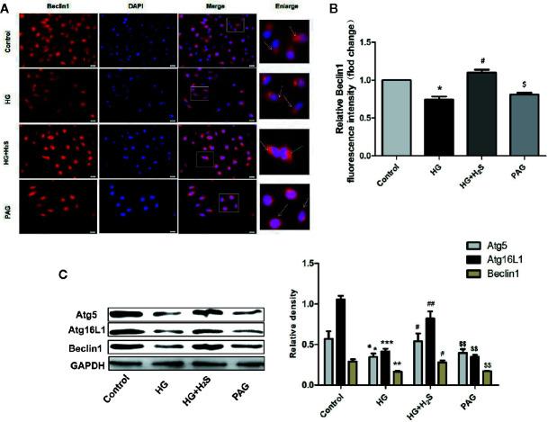 https://cdn.ncbi.nlm.nih.gov/pmc/blobs/4e52/7438924/4007cd42e651/fphar-11-01150-g005.jpg