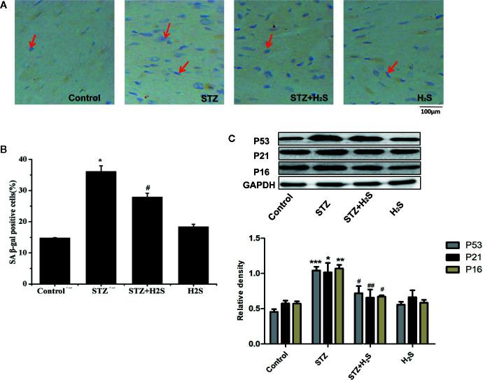 https://cdn.ncbi.nlm.nih.gov/pmc/blobs/4e52/7438924/c08bca853af7/fphar-11-01150-g003.jpg
