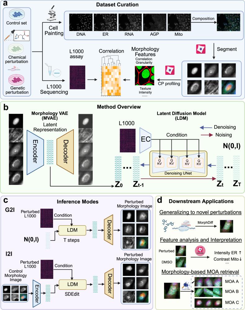 https://cdn.ncbi.nlm.nih.gov/pmc/blobs/4e53/12405515/d409bd4b3465/41467_2025_63478_Fig1_HTML.jpg