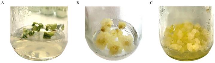 https://cdn.ncbi.nlm.nih.gov/pmc/blobs/4e53/9370634/833b37deab4d/plants-11-01994-g002.jpg