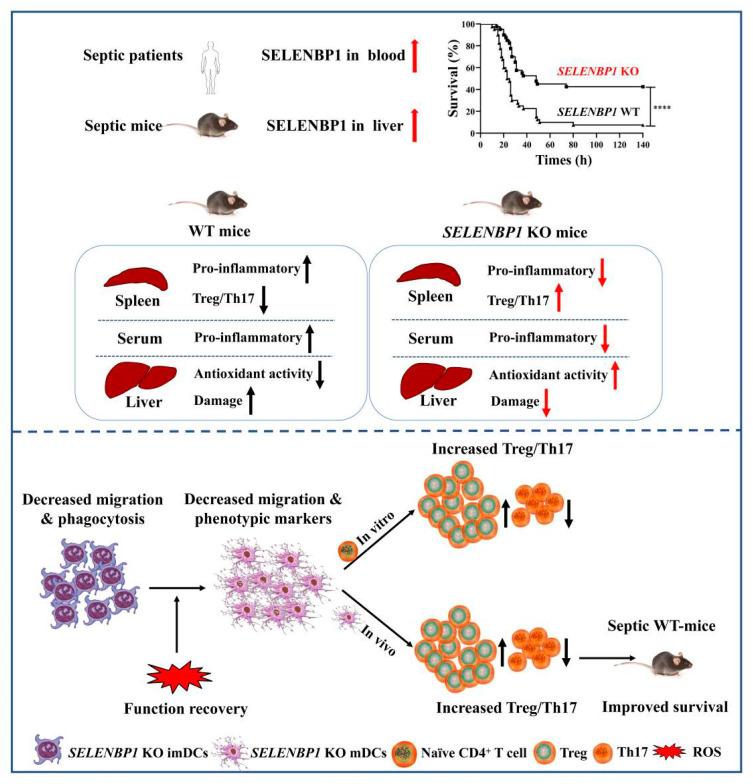 https://cdn.ncbi.nlm.nih.gov/pmc/blobs/4e56/12024190/bd12e578e2c4/antioxidants-14-00468-g009.jpg