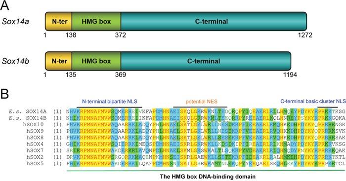 https://cdn.ncbi.nlm.nih.gov/pmc/blobs/4e57/5564536/fba726b462cf/oncotarget-08-46955-g001.jpg