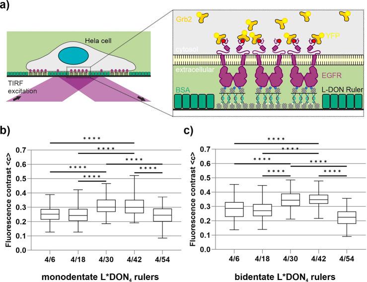 https://cdn.ncbi.nlm.nih.gov/pmc/blobs/4e5b/10853960/51082ed5d643/nl3c04272_0004.jpg