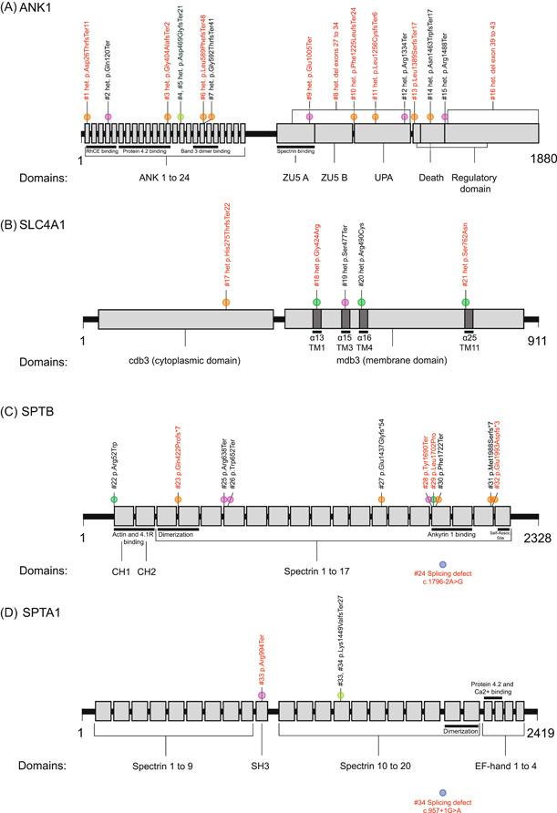https://cdn.ncbi.nlm.nih.gov/pmc/blobs/4e5c/10878193/558158a4ef79/HEM3-8-e31-g001.jpg