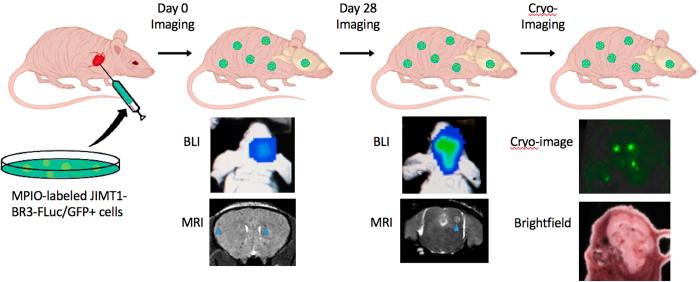 https://cdn.ncbi.nlm.nih.gov/pmc/blobs/4e5e/5073295/9fbfc2e05899/srep35889-f1.jpg