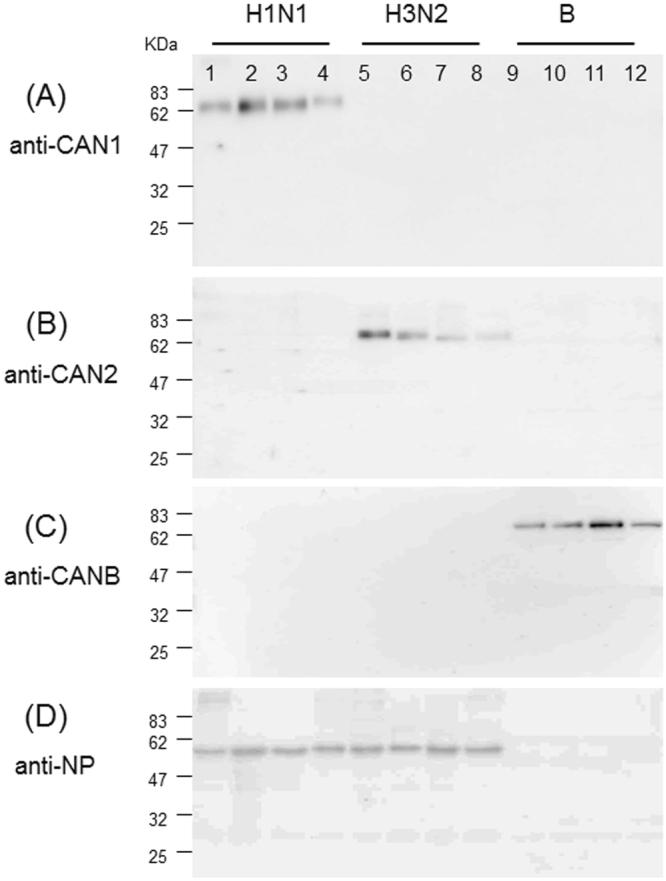 https://cdn.ncbi.nlm.nih.gov/pmc/blobs/4e5e/5773574/368fa7971814/41598_2017_18663_Fig3_HTML.jpg