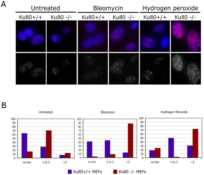 https://cdn.ncbi.nlm.nih.gov/pmc/blobs/4e62/2565499/4a6489080084/pone.0003458.g006.jpg