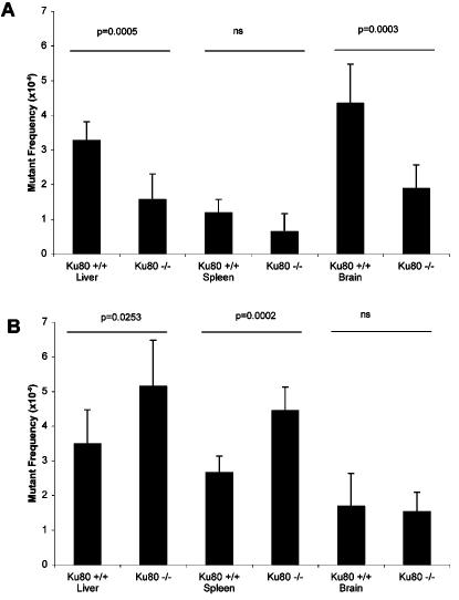 https://cdn.ncbi.nlm.nih.gov/pmc/blobs/4e62/2565499/8908d29d54b9/pone.0003458.g002.jpg