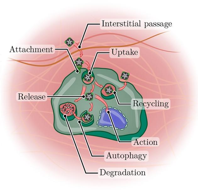 https://cdn.ncbi.nlm.nih.gov/pmc/blobs/4e63/6928054/874d88d28be2/fbioe-07-00415-g0004.jpg