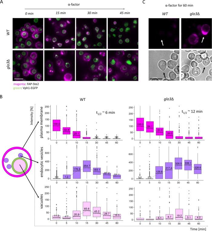 https://cdn.ncbi.nlm.nih.gov/pmc/blobs/4e64/6249837/d45b2c8b53c3/mbc-29-2720-g006.jpg