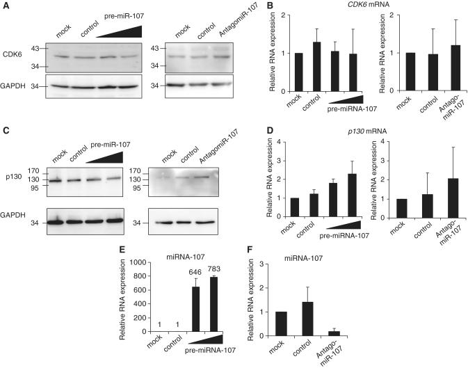 https://cdn.ncbi.nlm.nih.gov/pmc/blobs/4e6d/3025554/de7d471920f5/gkq796f9.jpg