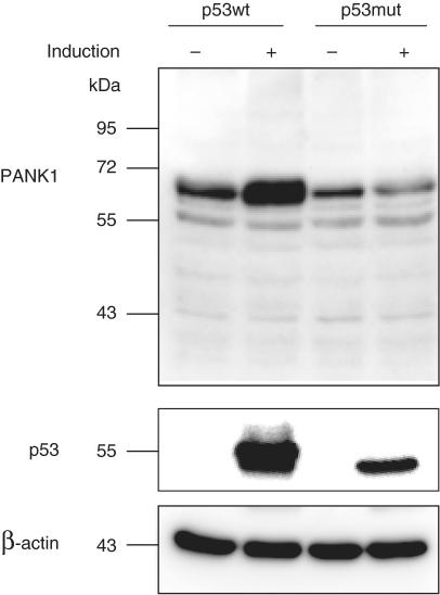 https://cdn.ncbi.nlm.nih.gov/pmc/blobs/4e6d/3025554/f216729a96ae/gkq796f2.jpg