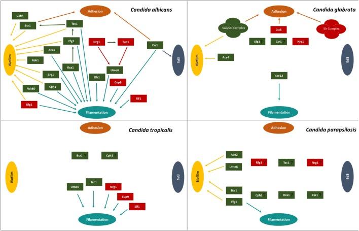 https://cdn.ncbi.nlm.nih.gov/pmc/blobs/4e6d/5816785/7ea63643aa37/fmed-05-00028-g002.jpg