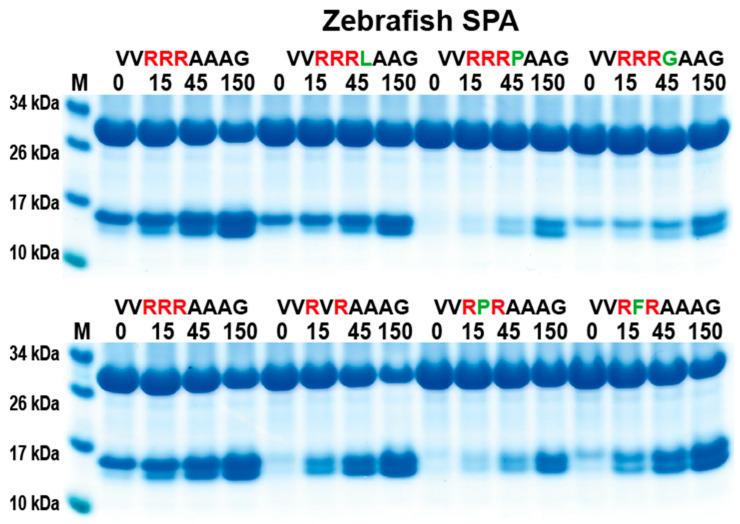 https://cdn.ncbi.nlm.nih.gov/pmc/blobs/4e72/10778636/721ae27adf8e/ijms-25-00356-g006.jpg