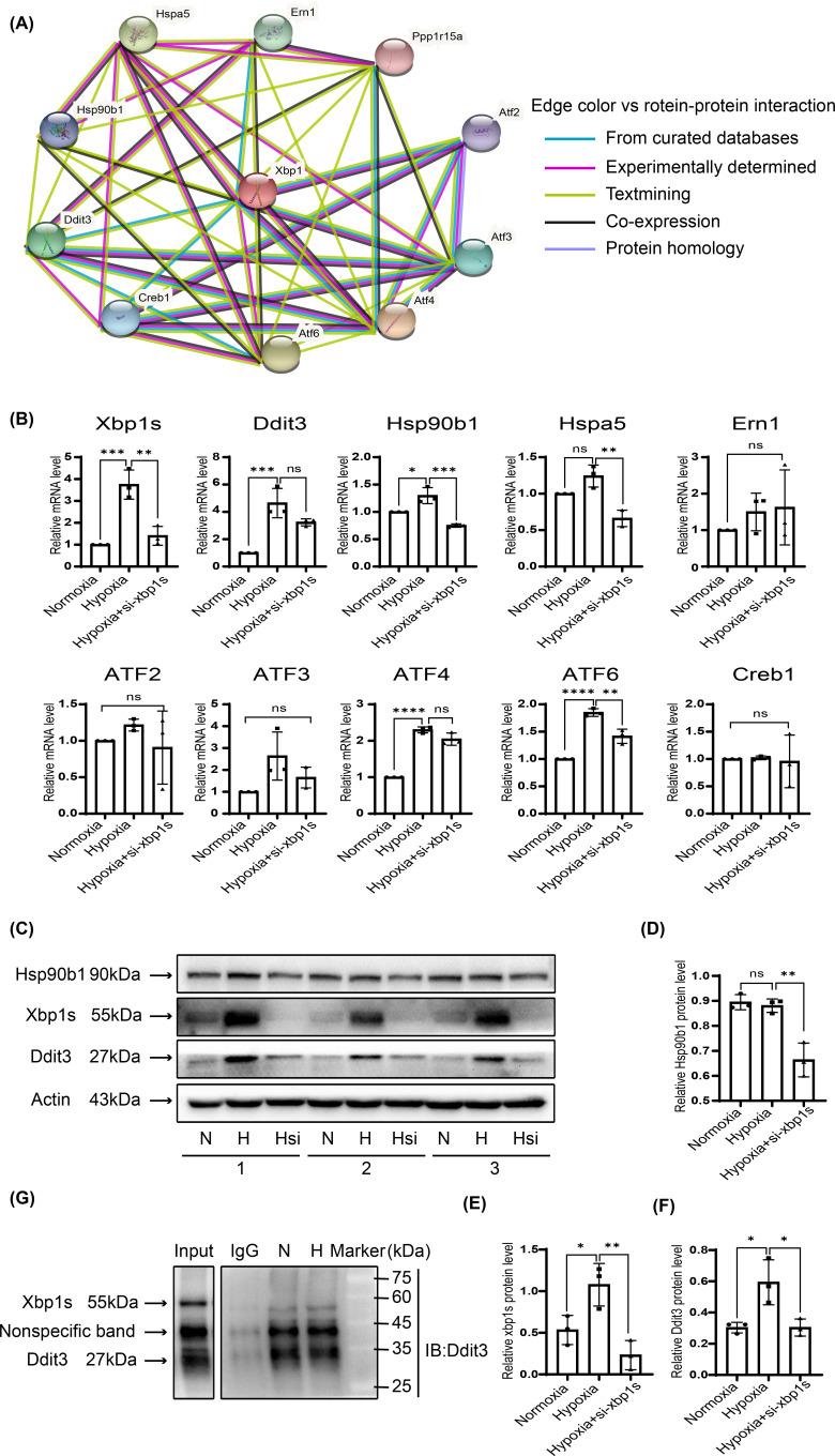 https://cdn.ncbi.nlm.nih.gov/pmc/blobs/4e76/8564003/d4505a60f530/cs-135-cs20210612-g4.jpg