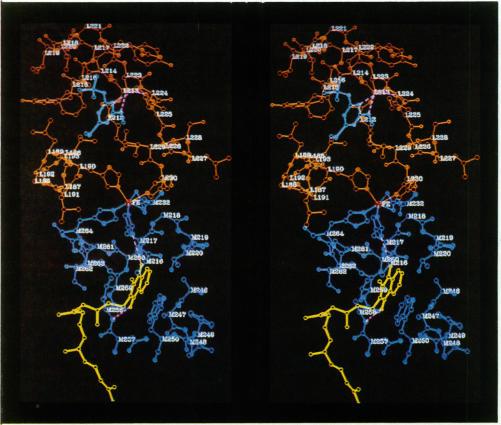 https://cdn.ncbi.nlm.nih.gov/pmc/blobs/4e79/1167138/14fedabdf59f/emboj00173-0044-a.jpg