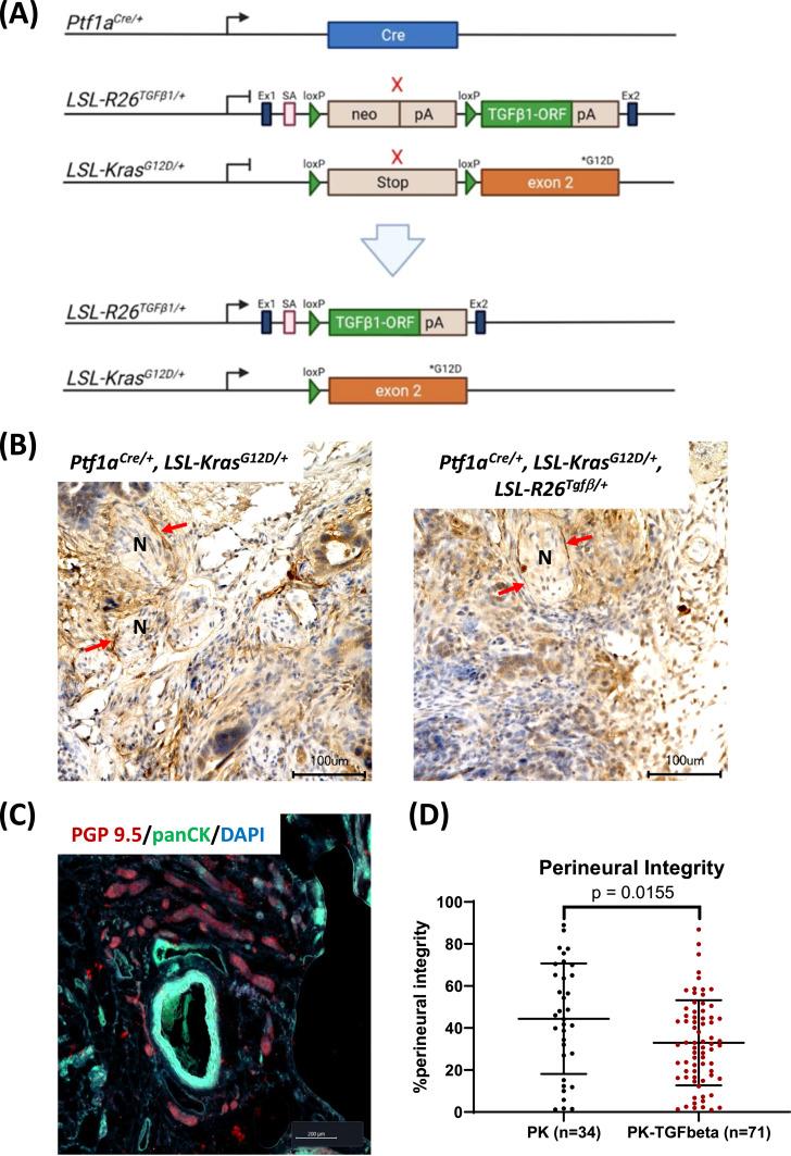 https://cdn.ncbi.nlm.nih.gov/pmc/blobs/4e79/11763858/28799cc283ea/gr5.jpg