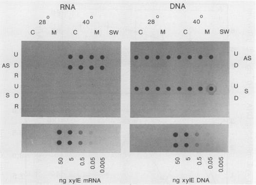 https://cdn.ncbi.nlm.nih.gov/pmc/blobs/4e7a/202126/82a367ec4738/aem00031-0113-a.jpg