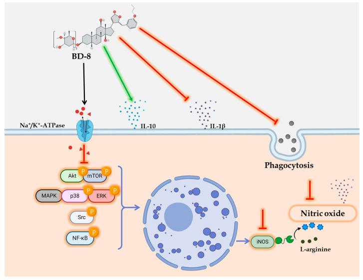 https://cdn.ncbi.nlm.nih.gov/pmc/blobs/4e7e/11430542/55543620405a/cells-13-01568-g010.jpg