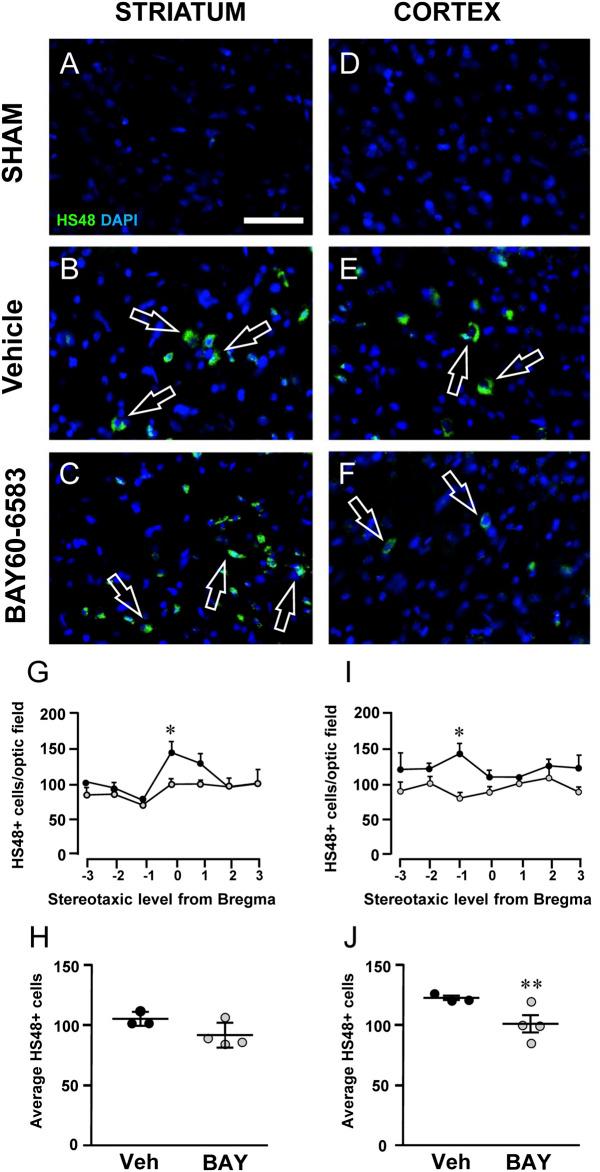 https://cdn.ncbi.nlm.nih.gov/pmc/blobs/4e7e/7905306/872b1e7349e0/fphar-11-588757-g008.jpg