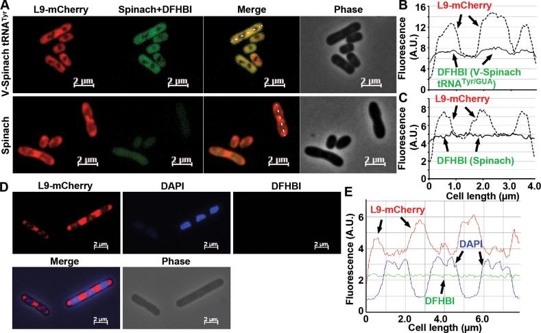 https://cdn.ncbi.nlm.nih.gov/pmc/blobs/4e80/5397188/36b03a7a9d20/gkw1229fig4.jpg