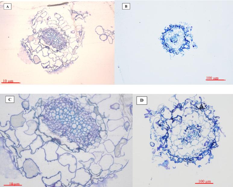 https://cdn.ncbi.nlm.nih.gov/pmc/blobs/4e82/10658928/4d89e5be9066/12870_2023_4599_Fig4_HTML.jpg