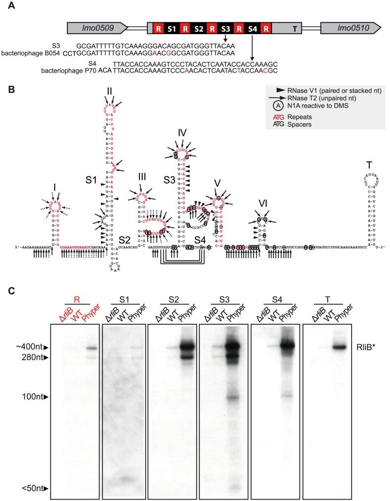 https://cdn.ncbi.nlm.nih.gov/pmc/blobs/4e84/3886909/2ae41e33c033/pgen.1004065.g001.jpg