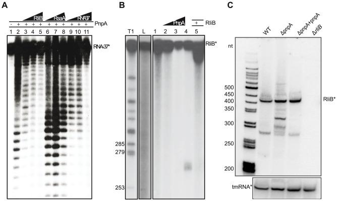 https://cdn.ncbi.nlm.nih.gov/pmc/blobs/4e84/3886909/fa834f66fe5d/pgen.1004065.g003.jpg