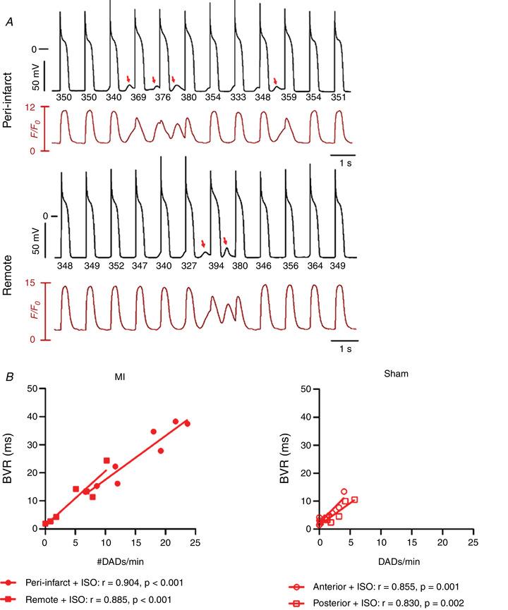 https://cdn.ncbi.nlm.nih.gov/pmc/blobs/4e86/7496440/26b107151b37/TJP-598-2875-g010.jpg