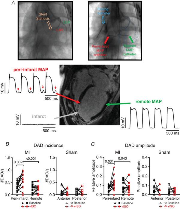 https://cdn.ncbi.nlm.nih.gov/pmc/blobs/4e86/7496440/75658d745715/TJP-598-2875-g003.jpg