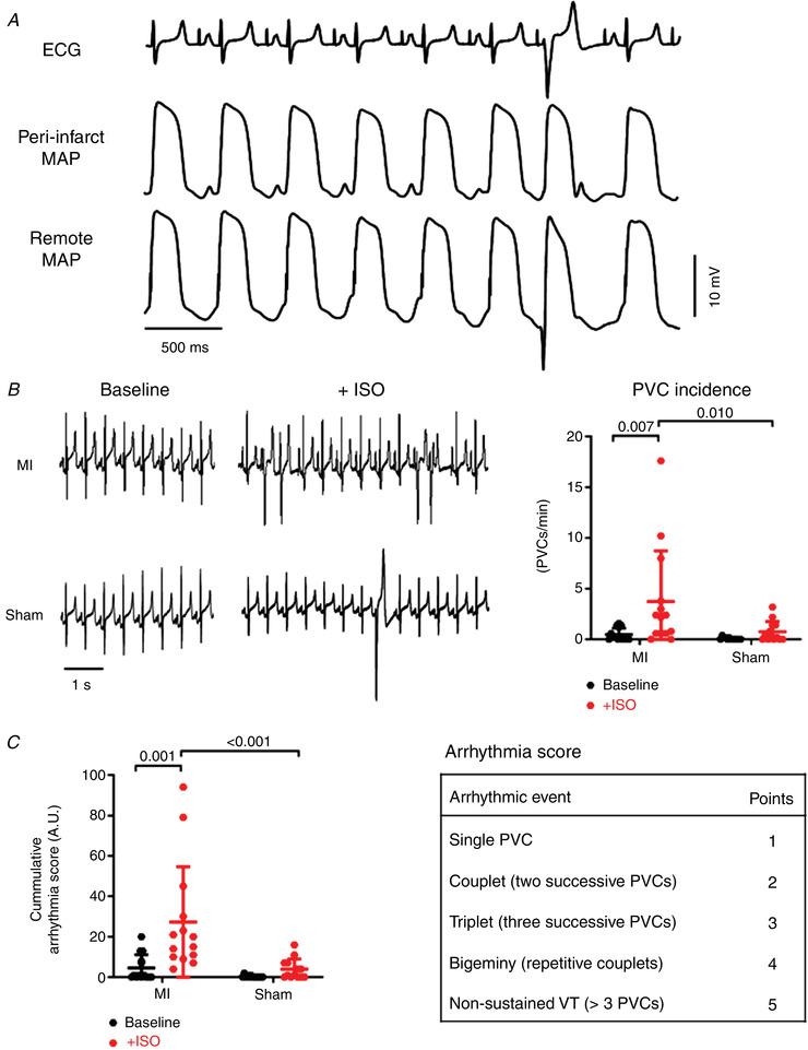 https://cdn.ncbi.nlm.nih.gov/pmc/blobs/4e86/7496440/e0723f448866/TJP-598-2875-g005.jpg