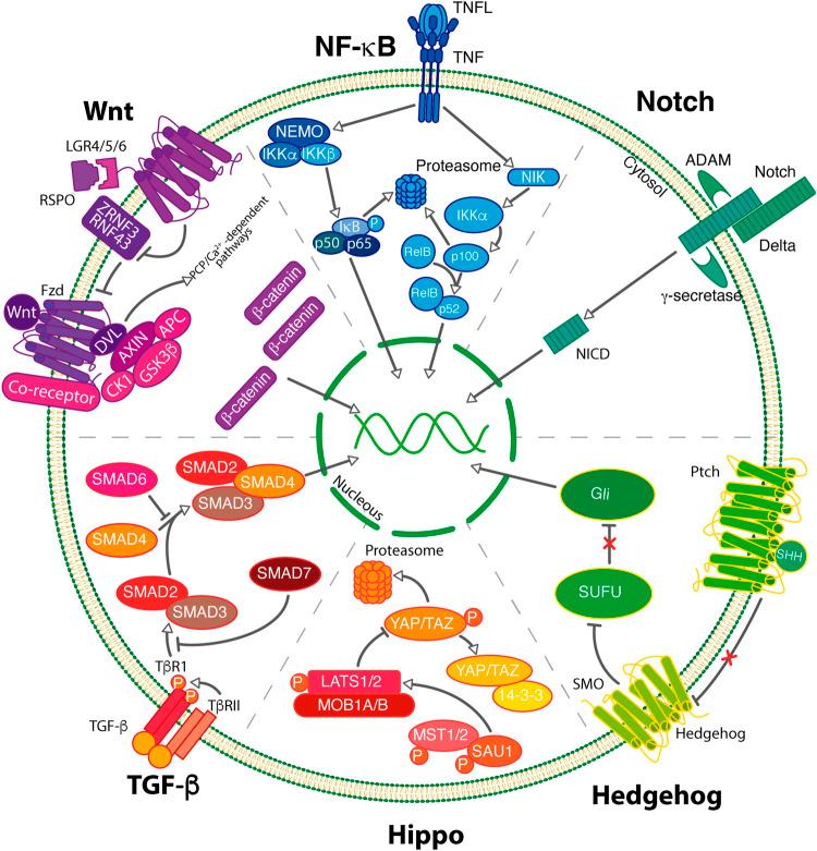 https://cdn.ncbi.nlm.nih.gov/pmc/blobs/4e89/10363614/9bfe03818464/fcell-11-1221175-g002.jpg